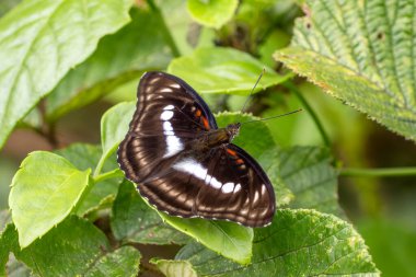Kıdemli Başçavuş Athyma selenofhora, tropikal ve subtropikal Asya ve Vietnam 'ın çayırlarına ve otlaklarına özgü güzel renkli tereyağı..