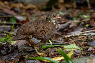 Tonkin Partridge - Tropicoperdix tonkinensis, Kuzey Vietnam ormanlarına özgü güzel utangaç yer kuşu..