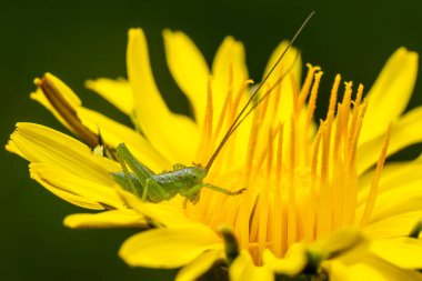 Büyük Yeşil Çalı Kriketi - Tettigonia viridissima, Avrupa çayırlarından ve çalılardan gelen büyük yeşil çekirge, Zlin, Çek Cumhuriyeti.