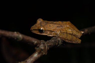 Yaygın ağaç kurbağası - Çokayaklı lökosistaslar, çalılıklara, ormanlara ve Asya 'nın tatlı sularına özgü güzel ağaç kurbağaları,.