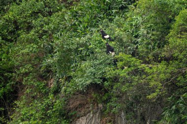 Delacour 'un Langur' u - Trachypithecus delacouri, güzel siyah beyaz, tehlike altındaki Eski Dünya maymunlarının Kuzey Vietnam 'a özgü türleri.