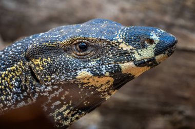 Dantelli Monitör - Varanus Varius, Avustralya 'nın doğusundaki Queensland' ın tatlı sularında yetişen zengin bir kertenkele gözlemcisi..