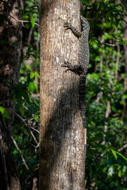 Dantelli Monitör - Varanus Varius, Avustralya 'nın doğusundaki Queensland' ın tatlı sularında yetişen zengin bir kertenkele gözlemcisi..