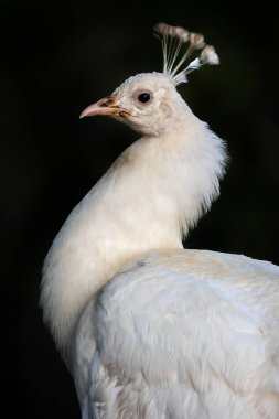 Hint Peafowl - Pavo kristali, güzel ikonik albinotik kuş Hint ormanları ve çayırlar, Queensland, Avustralya.