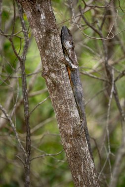 Fırfırlı Ejder - Chlamydosaurus kingii, kuzey Avustralya ve güney Yeni Gine ormanlarına özgü güzel, simgesel bir agama kertenkelesi..