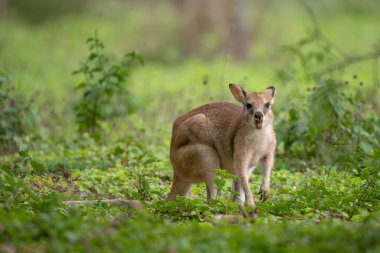 Agile Wallaby - Notamacropus agilis, Avustralya 'nın kuzeydoğusunda Queensland ve Yeni Gine' de bulunan popüler keseli hayvan..
