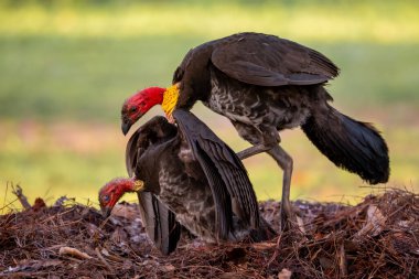 Avustralya Fırça Hindisi - Alectura lathami, Doğu Avustralya 'da bulunan güzel renkli büyük bir höyük inşa eden kuş..