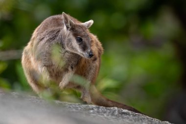Mareeba Rock-wallaby - Petrogale mareeba, Avustralya 'nın Queensland kentindeki Mareeba şehrinin etrafındaki kayalıklara ve ormanlara özgü nadir bulunan kaya kangurusu..