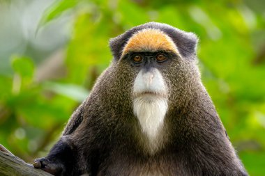 De Brazza 'nın Maymunu - Cercopithecus evertus, Orta Afrika' nın nehir ve bataklık ormanlarına özgü güzel renkli primat, Uganda.