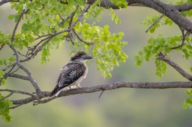 Gülen Kokaburra - Dacelo novaeguineae, Yeni Zelanda ve Avustralya ormanlarından büyük ve güzel bir balıkçı..