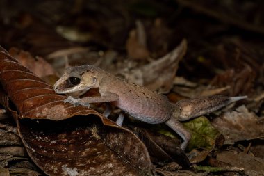 Bukalemun Gecko - Carphodactylus laevis, Queensland, Avustralya 'nın yağmur ormanlarına özgü eşsiz bir kertenkele..