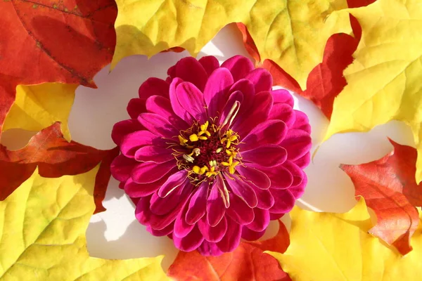 Rosa Gerbera Blume Liegt Auf Einem Hintergrund Aus Ahornblättern — Stockfoto