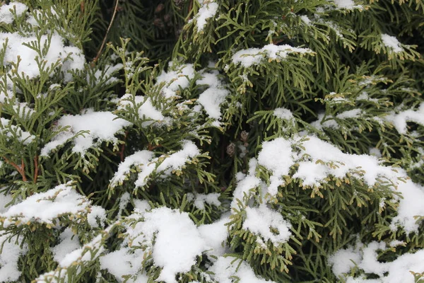 Groene Naaldboom Bedekt Met Witte Sneeuw — Stockfoto