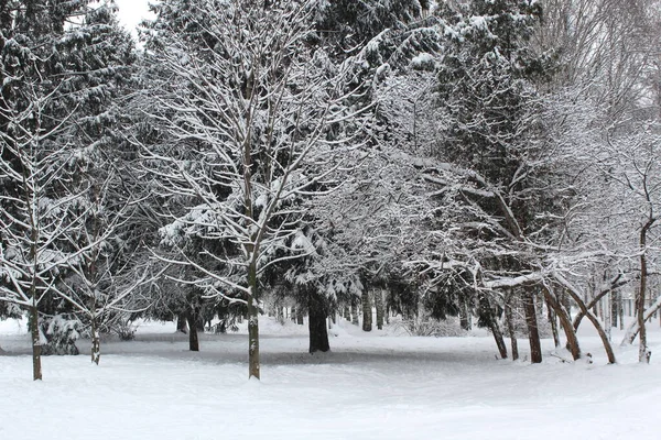 Winterlandschap Frisse Pluizige Witte Sneeuw Bedekt Alles Zijn Pad — Stockfoto