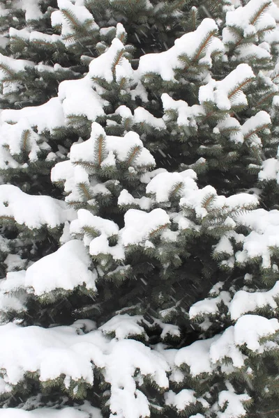 Zmrazená Jablka Visí Jabloni Zimě Pod Sněhem — Stock fotografie