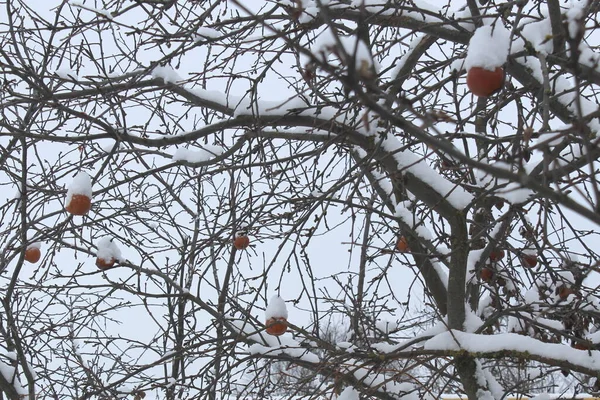 Gefrorene Äpfel Hängen Winter Unter Dem Schnee Einem Apfelbaum — Stockfoto