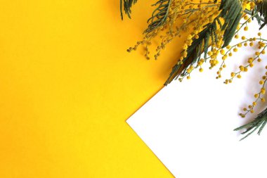 Sarı arka planda beyaz bir çarşaf üzerinde bir mimoza filizi uzanır.