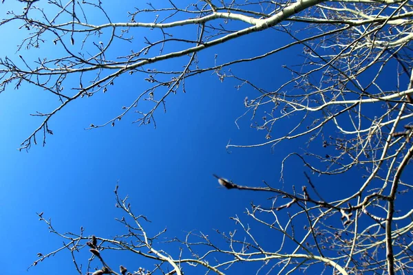 Hintergrund Von Espenzweigen Vor Blauem Himmel Mit Platz Für Text — Stockfoto