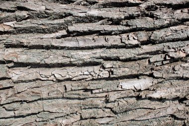 Ağaç kabuğunun soyut dokusu. Yatay çizim.