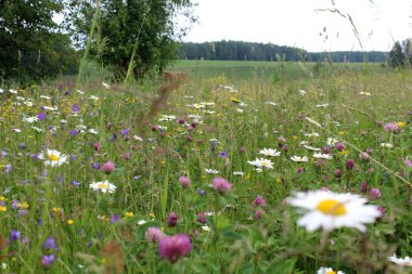 Güneşli bir günde yaz çiçekleriyle dolu güzel bir tarla.