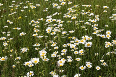 Parlak güneşli bir günde çeşitli çiçeklerle yeşil tarla
