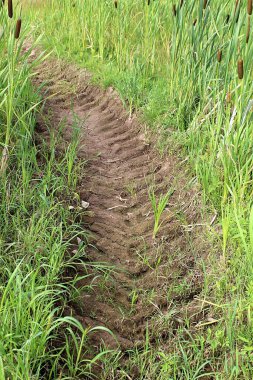 Bir yaz günü, bataklıkta kuyruk büyür.