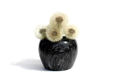 Vazoda tohumları olan bir buket karahindiba.