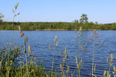 Çimenler gölün arka planında büyür. Güzel yaz manzarası