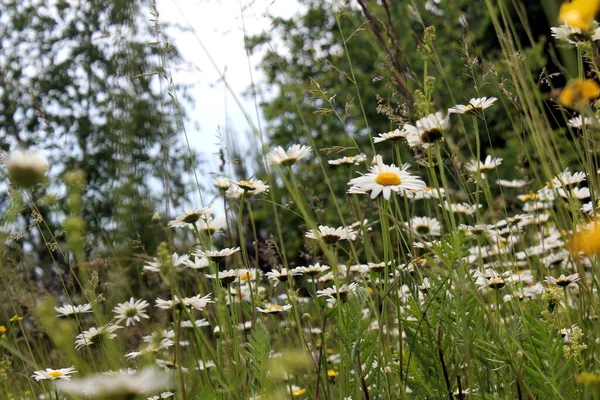 Vacker Stor Kamomill Fält Mot Bakgrund Skog Varm Sommardag — Stockfoto