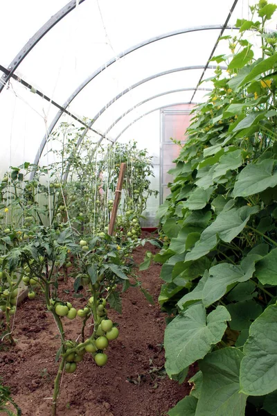 Pepinos Tomates Crescem Estufa — Fotografia de Stock