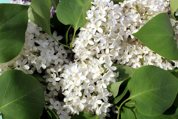 Bouquet White Purple Lilac Flowers Green Leaves — Stock Photo, Image