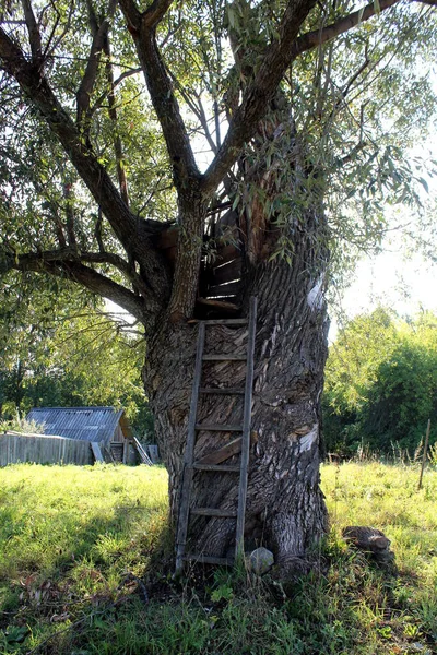 Une Échelle Penche Contre Arbre Pour Grimper Une Cabane Dans — Photo