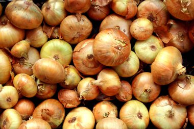Taze soğan hasadı bir yığın halinde duruyor. Soyut doku.