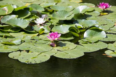 nilüferler ya da lotus çiçekleri