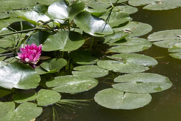 Stagno da giardino Immagine Stock