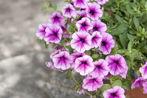 Petunias Imágenes de stock libres de derechos