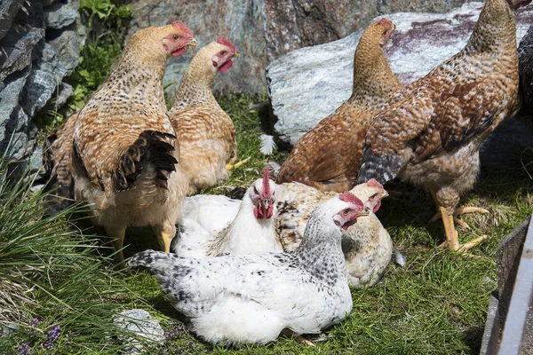 Gallinas — Foto de Stock