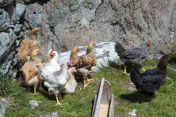 Gallinas — Foto de Stock