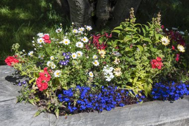 Derma dağ çiçekleri