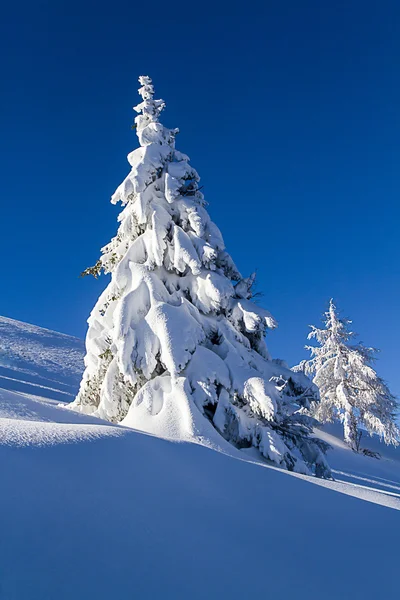 Besneeuwde bomen — Stockfoto