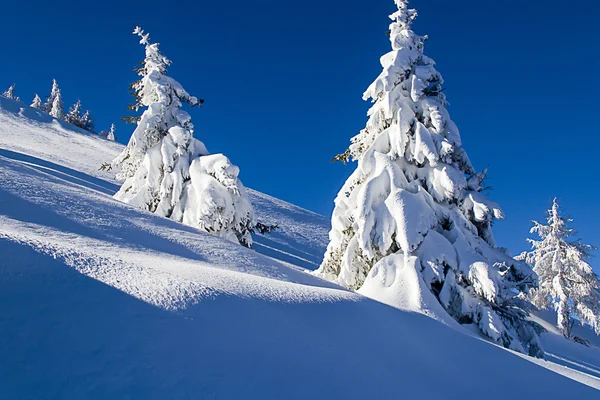 Hermosos árboles nevados — Foto de Stock