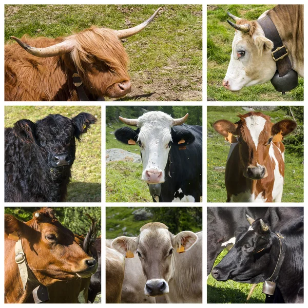 Cows collage — Stock Photo, Image