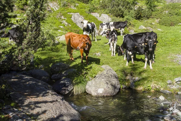 Alplerdeki İnekler — Stok fotoğraf