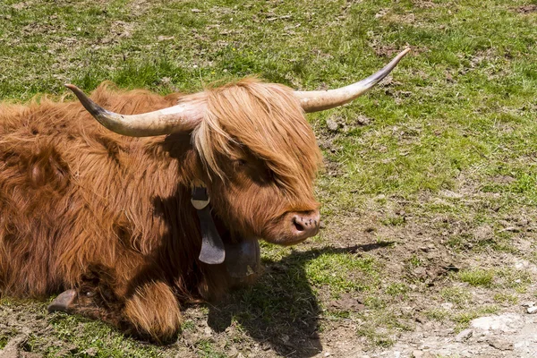 Una vaca escocesa Fotos de stock libres de derechos