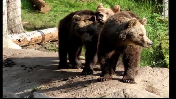Три Бурых Медведя Идут Рядом Друг Другом — стоковое видео