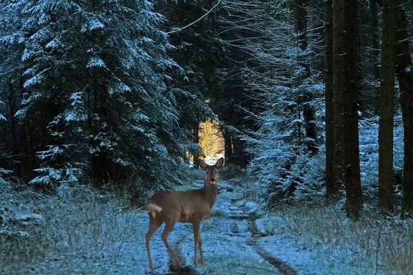 A brown deer in the winter forest with snow