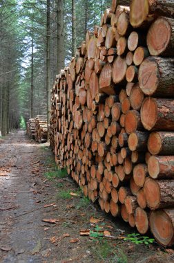 Satılık ağaç gövdeleri orman yolu boyunca yığılmış.