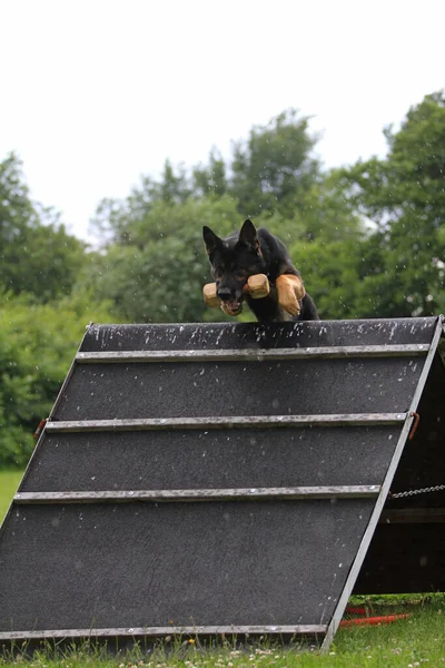 Tysk Herdehund Hoppar Över Muren Ett Hundidrottsplan Medan Han Tränar — Stockfoto