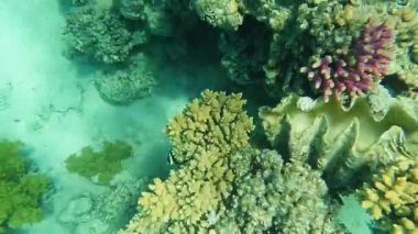 Mercanlar ve bitkiler denizin altında.