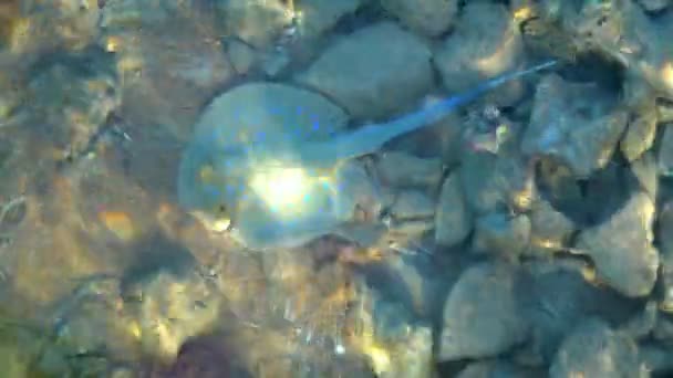 Stingray à points bleus dans la mer au large des côtes Séquence Vidéo Libre De Droits